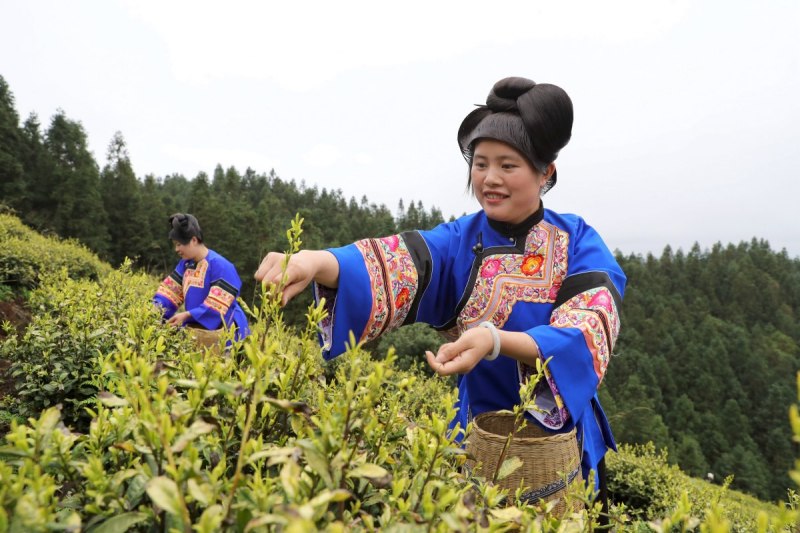 了解凤冈秀姑茶叶：中国最好的绿茶之一