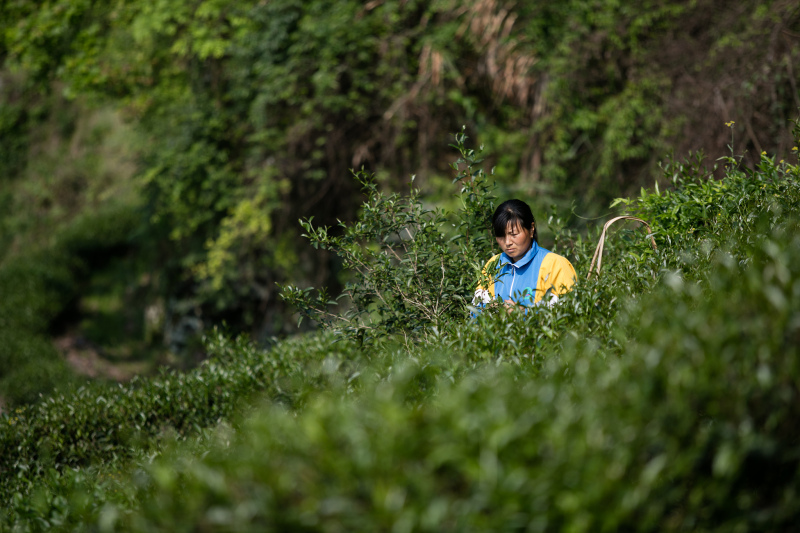 湖北恩施小稀藤茶