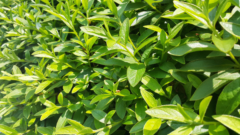 长寿茶茎的功效与作用：探究健康饮品的力量