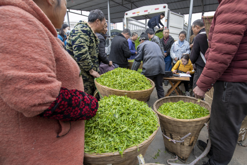 繁昌茶叶市场：一个茶文化的天堂