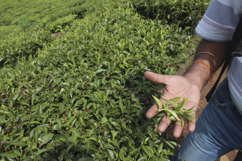 梁平野生甜茶 - 质优价廉的特色茶饮