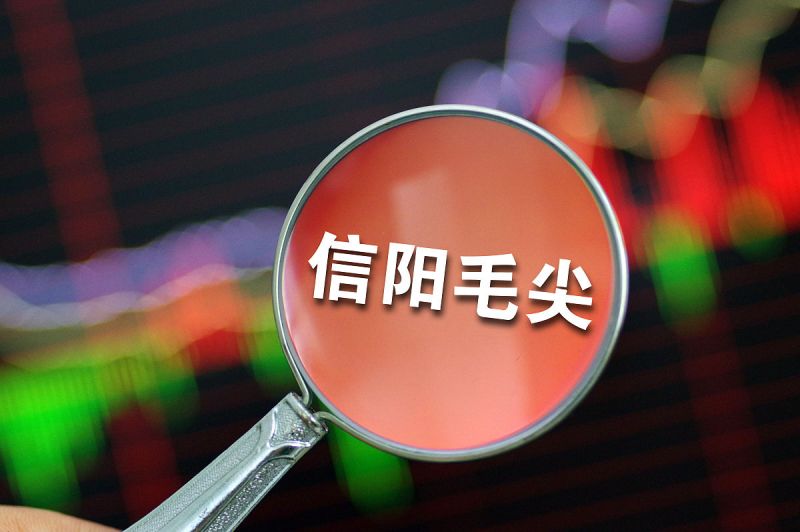 信阳毛尖能煮茶叶蛋吗