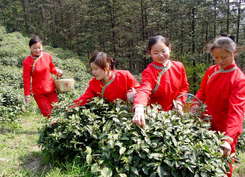 毛尖茶的产地