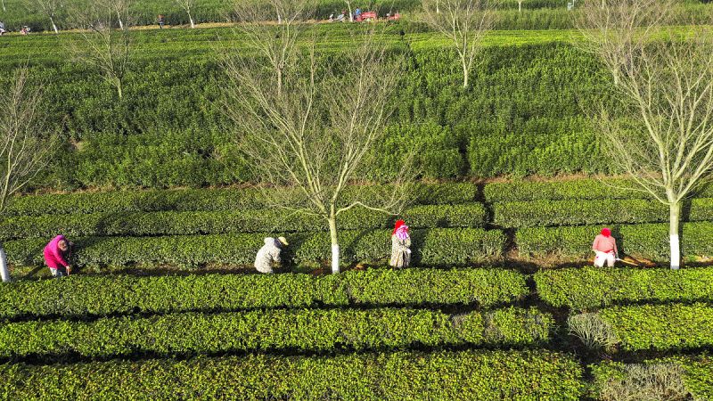 茶旺叶面肥有何功效 - 提高茶树生长的必备神器