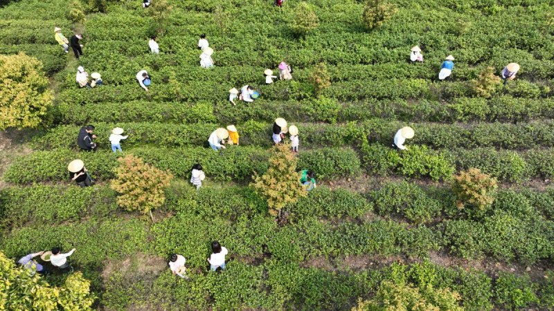 什么叫群体种茶？成为茶叶种植的一员