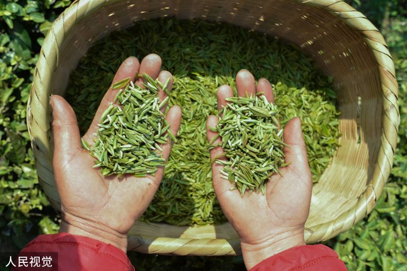 都匀毛尖名字由来：传说中的天赐绝品