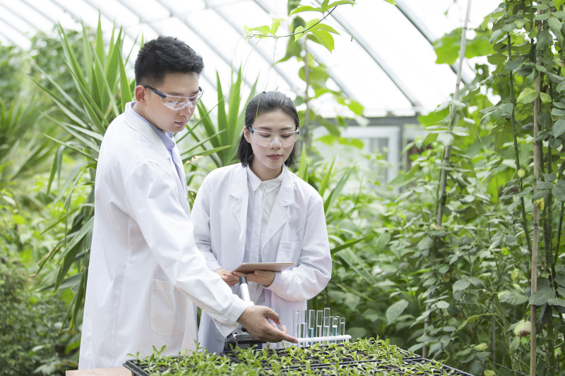 广东省农科院茶叶研究所 - 提高中国茶叶质量的领先研究机构