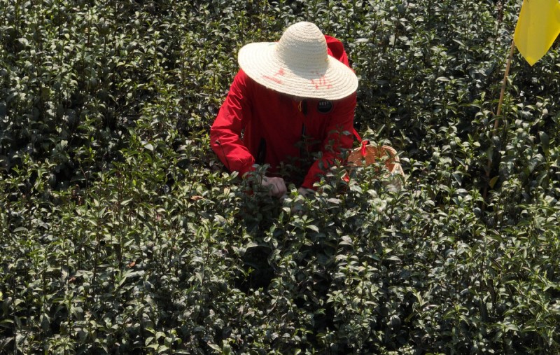 种茶籽树的距离：如何在茶园中进行栽培？