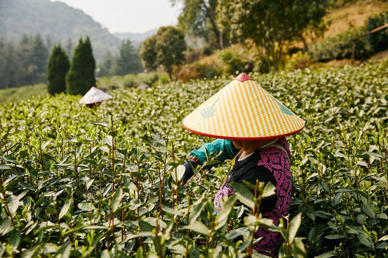 挑担茶叶上北京：品尝生机勃勃的中国文化