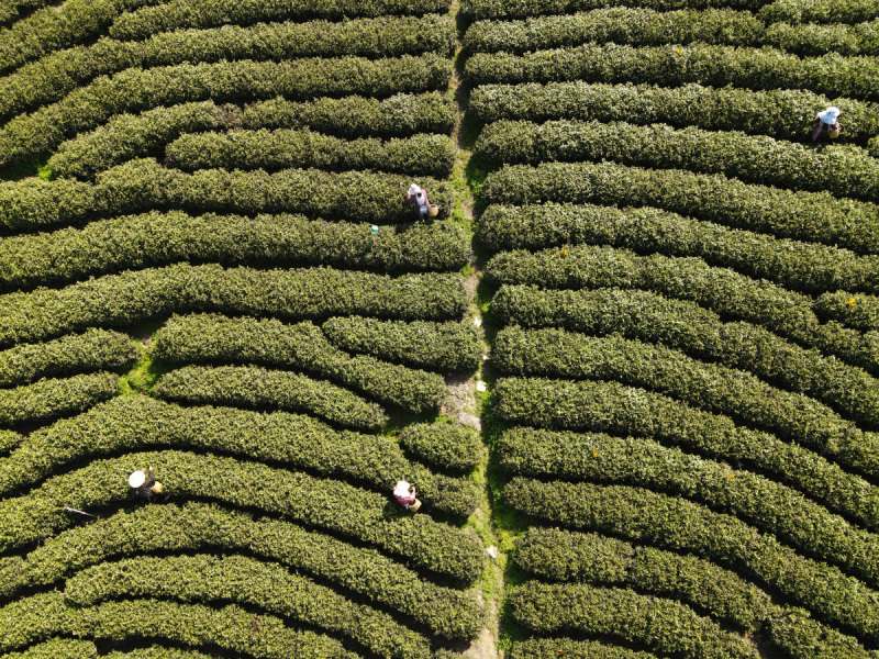 江苏哪里有茶？全面了解江苏茶叶文化