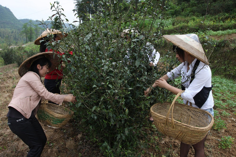 桃子寨古树茶特点：一个传承千年的宝藏