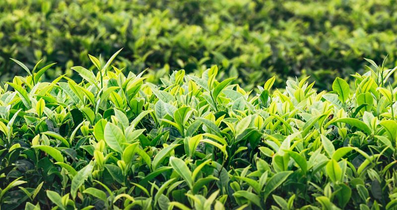 火命的人适合做茶叶行业吗：探索火命人在茶叶行业中的优势和劣势