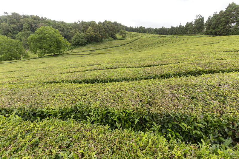 台地茶和乔木茶的区别：为什么选择台地茶更优？