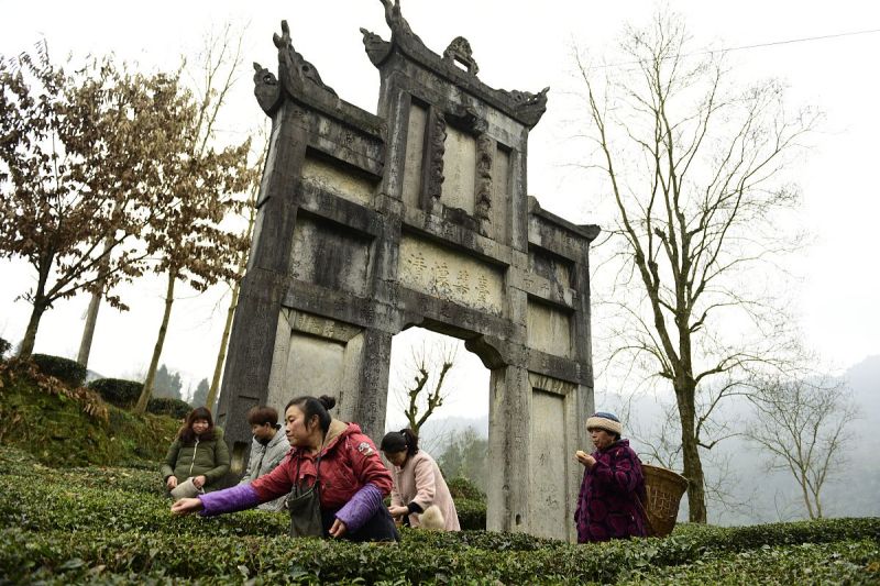 宜宾茶城在哪里：一探四川著名茶城的秘密