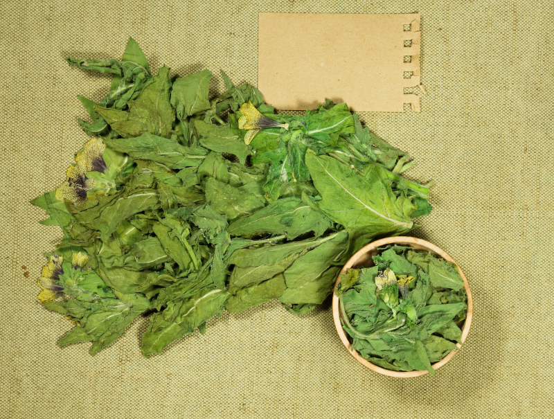 板蓝根午时茶：一款健康与美味并存的午后饮品