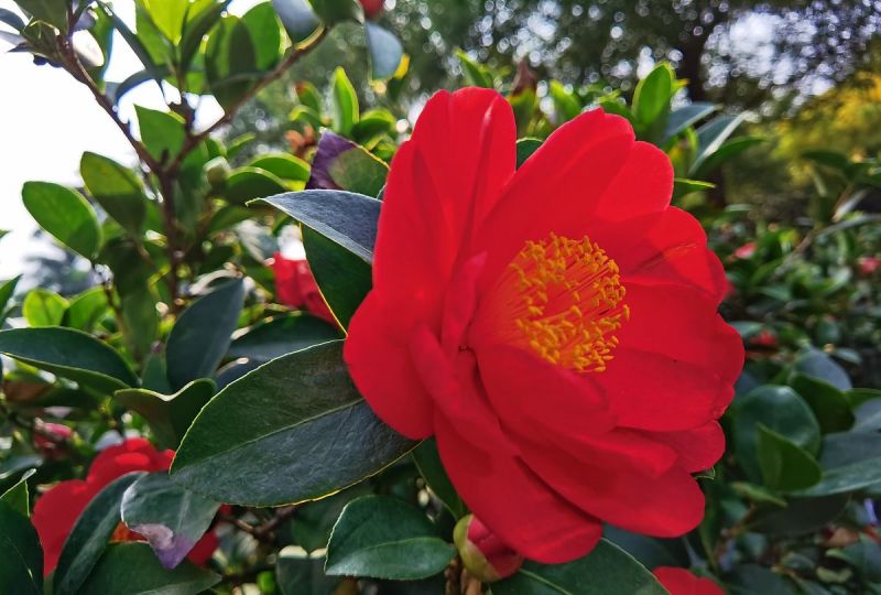 西湖龙井茶花：美丽与文化的完美结合
