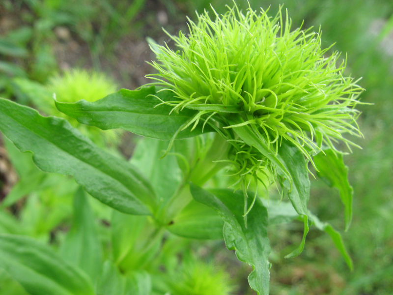 美味和药用的茶-百合车前子茶