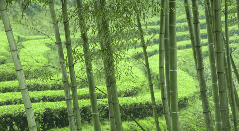茶与竹林图片大全：用优美的图片带你领略茶文化和自然之美