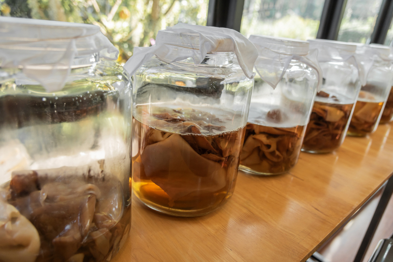 九节茶泡酒功效与作用：既能喝茶，又能饮酒，好处多多！