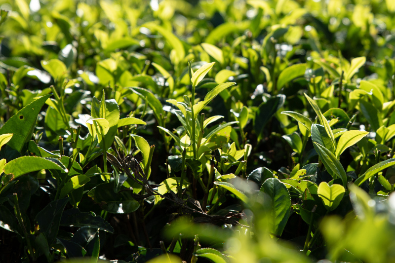 明前春雪是什么茶：了解这款新鲜美味的绿茶