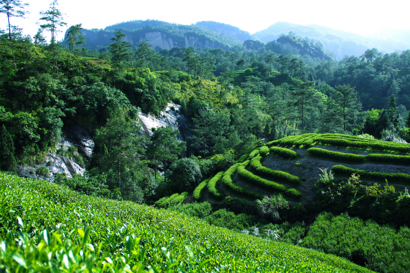 武夷山牛牛茶价格：品尝美味，体验文化魅力