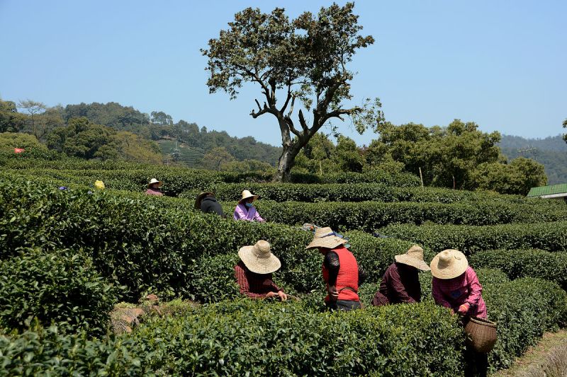 龙井茶的故事：起源、传说和文化