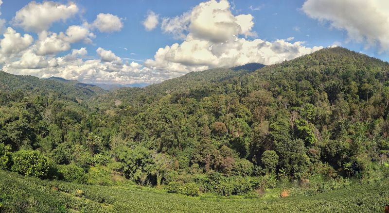 普洱茶南糯山——探索普洱茶的美妙之旅