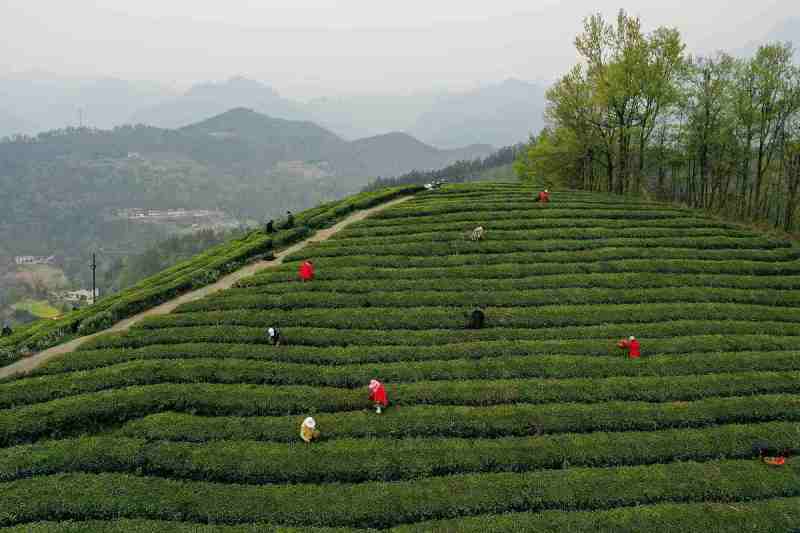 信阳毛尖股票代码- 了解信阳毛尖茶行业的成长趋势