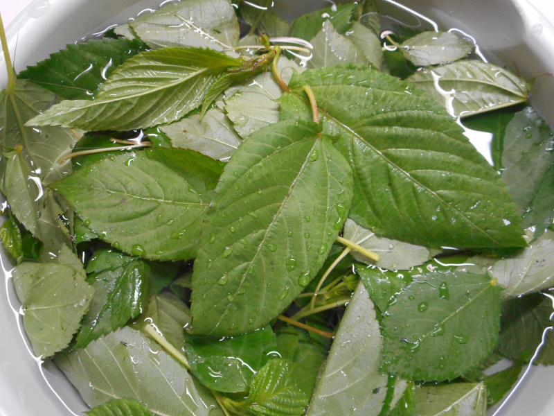 如何炒桑叶茶- 全面介绍自制桑叶茶的步骤和技巧