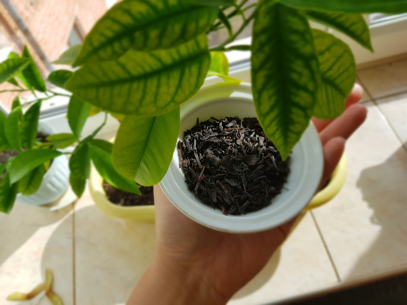 黑茶可以浇花吗 - 可以给你心爱的植物加份营养