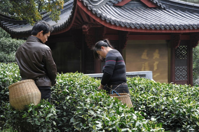 西湖龙井算绿茶吗 - 绿茶的真相揭秘