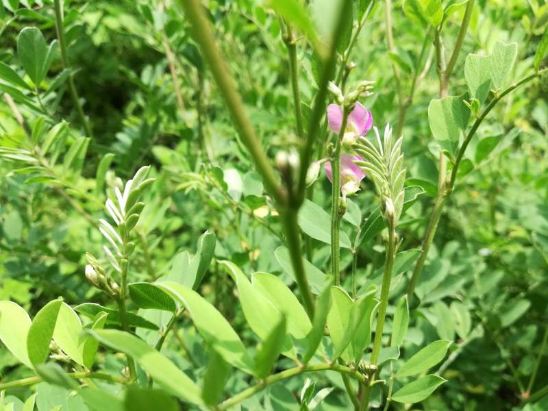 湿热能喝午时茶吗：一种适合湿热体质的午时茶