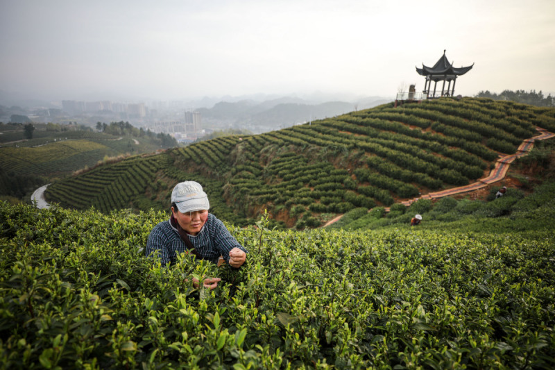 紫阳和恩施硒茶含硒量哪个高：了解硒茶的奇妙之处