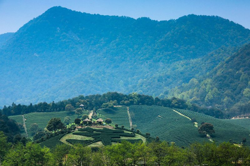 武夷茶属于哪个地方的茶：品味福建武夷山的茶香
