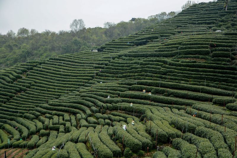 普洱原生庄园富硒茶价格- 原生态茶叶的健康价值
