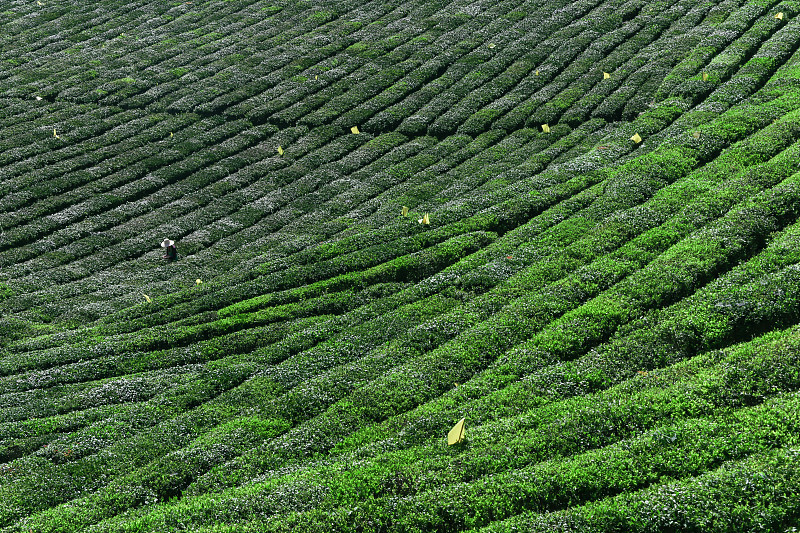 炒青绿茶是什么茶：产地、制作方法、功效分析