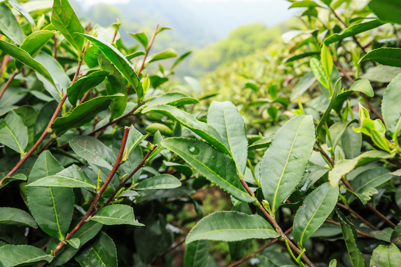 普洱茶什么样-了解普洱茶的品质和特点