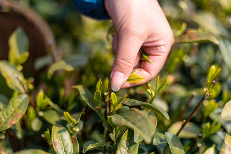 普洱白茶与生茶和熟茶的区别- 品茶新手必读指南