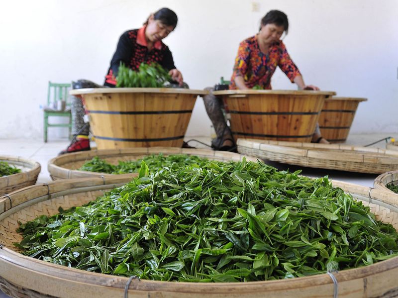了解更多三明特产什么茶 - 美味和文化的完美结合