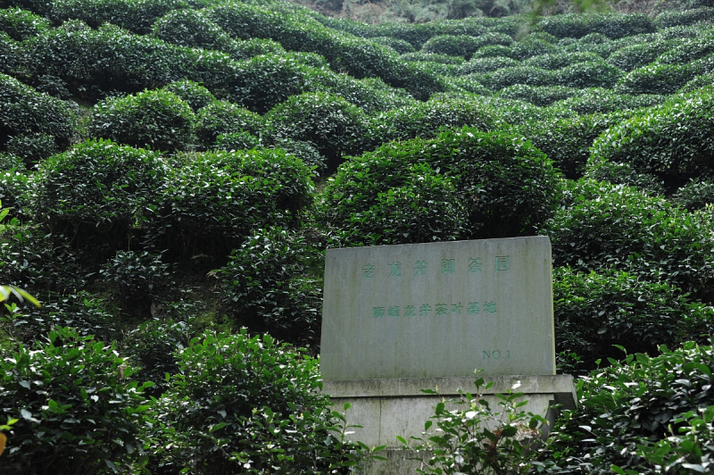 龙井是啥茶叶：品尝中国最经典茶叶之一