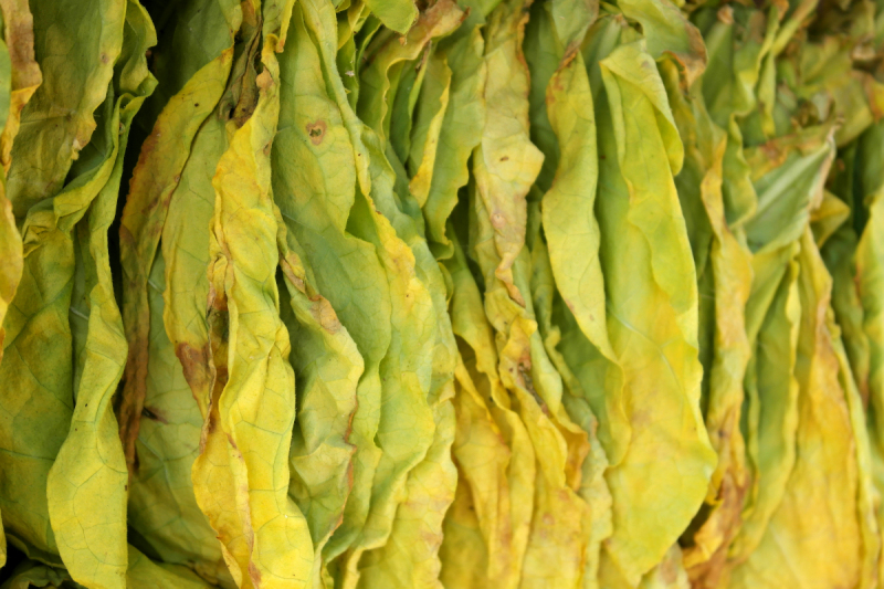 金丝皇菊茶烟多少钱一包- 您需要知道的一切