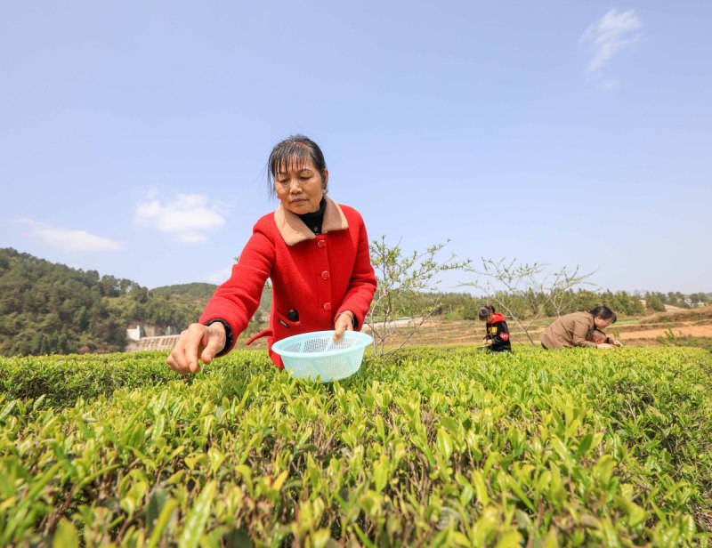 铁观音几月出新茶：品尝新鲜茶叶的最佳时机