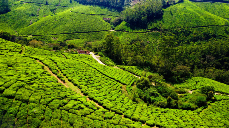 千家寨属于哪个茶区- 探索贡茶之乡