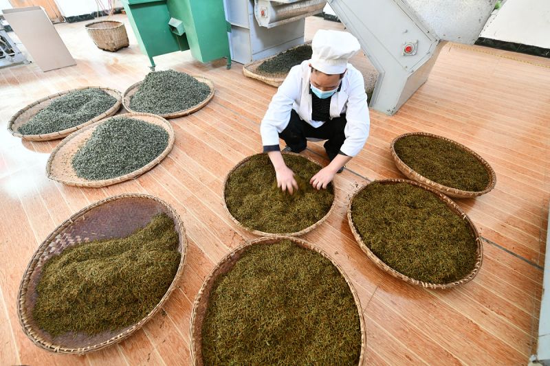 黄大茶的制作工艺- 享誉世界的中国茶文化代表