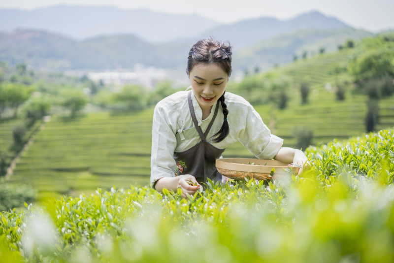 赞美茶女的诗词——传承中华文化的精髓