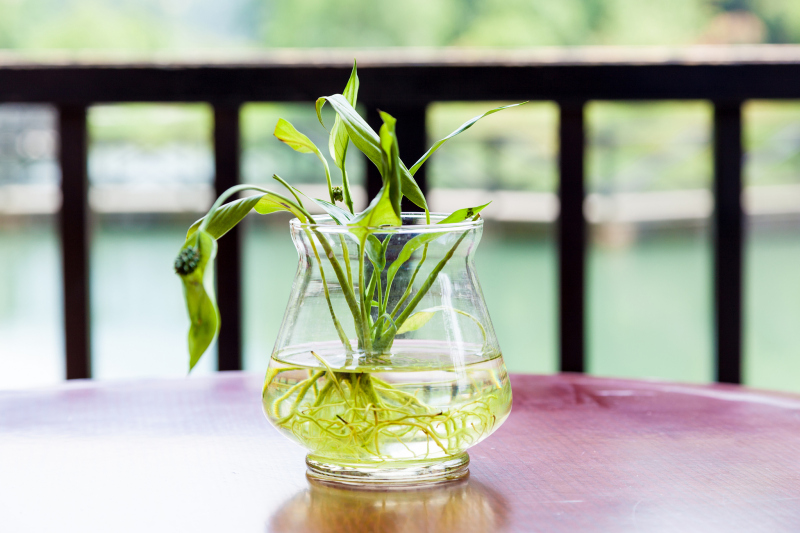 茶能浇植物吗？探索茶水对植物生长的影响