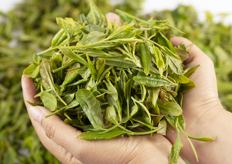 黄山毛峰绿茶多少钱一斤：了解黄山毛峰绿茶