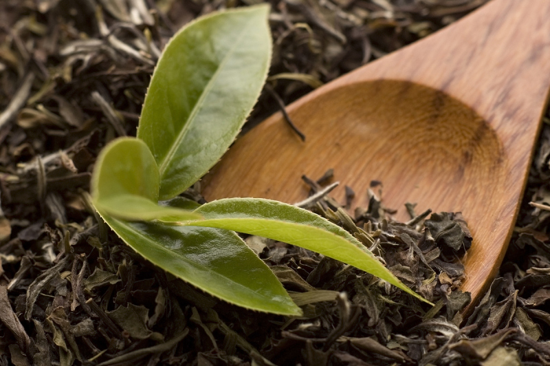 黑骨茶发芽时间：让您品尝到最优质的普洱茶