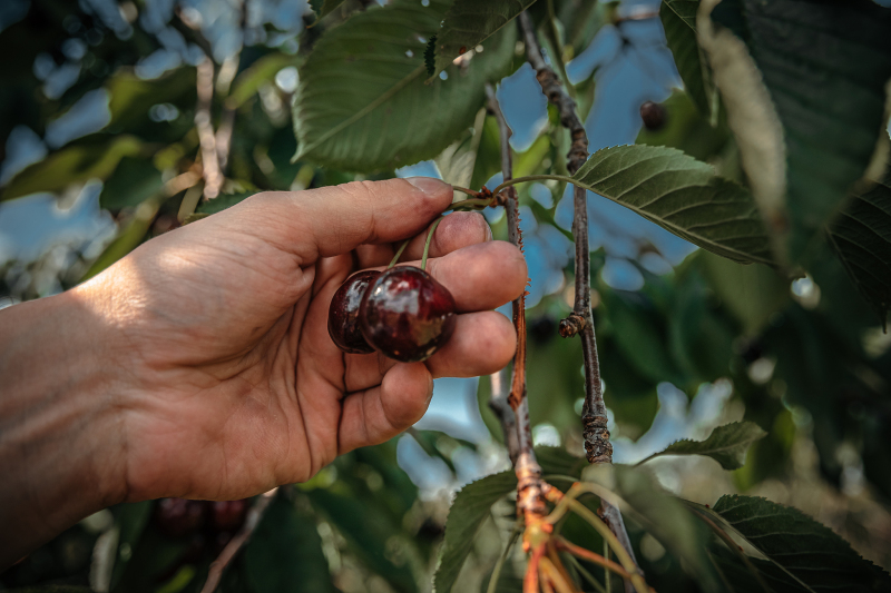 樱桃树上的寄生茶功效：顶级中药保健茶