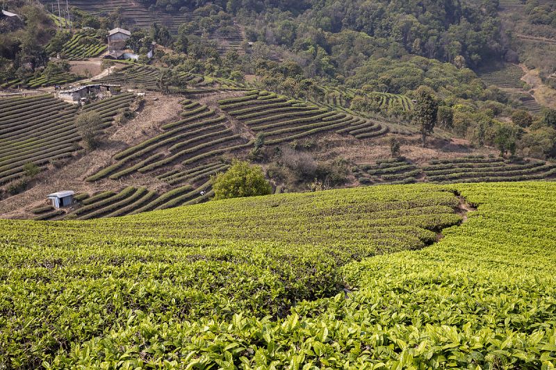 临沧普洱茶的特点：了解它的口感，历史和文化